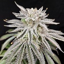 Yuzu Grape Kush (Pure Instinto) Feminizada