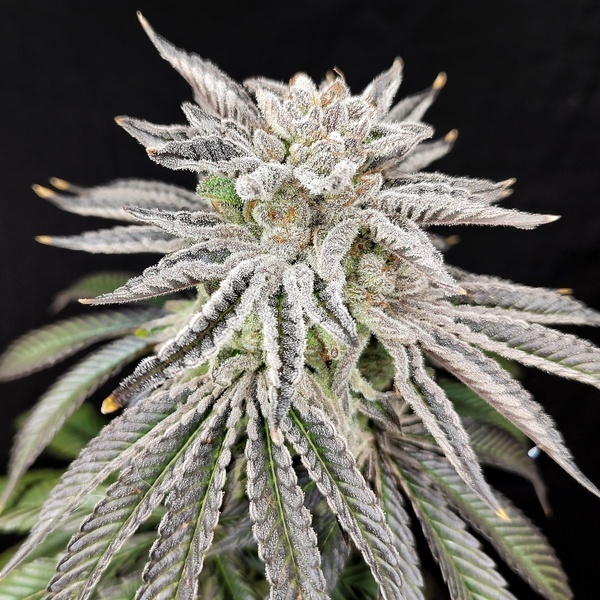 Yuzu Grape Kush (Pure Instinto) Feminizada