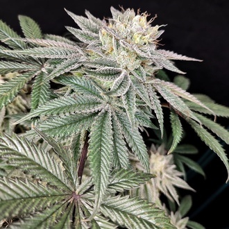 Golden Truffle (Pure Instinto) Feminizada
