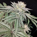 Golden Truffle (Pure Instinto) Feminizada