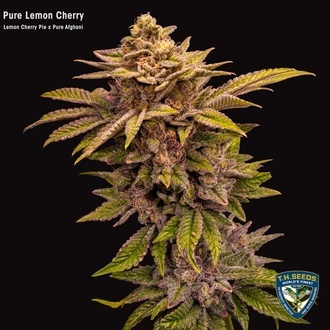 Pure Lemon Cherry (T.H.Seeds) Feminizada