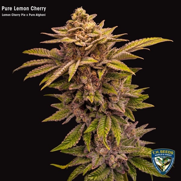 Pure Lemon Cherry (T.H.Seeds) Feminizada
