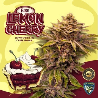 Pure Lemon Cherry (T.H.Seeds) Feminizada