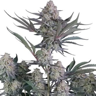 Lemon Tree Auto (Fast Buds) Feminizada