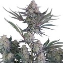 Lemon Tree Auto (Fast Buds) feminizada