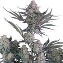Lemon Tree Auto (Fast Buds) Feminizada