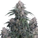 GMO Auto (Fast Buds) feminizada
