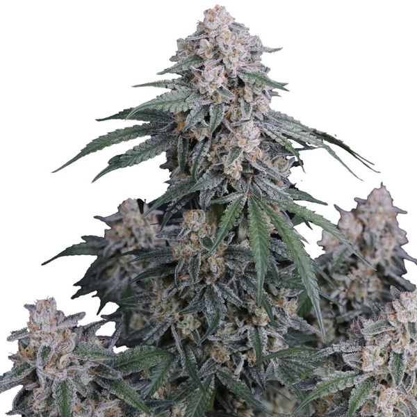 GMO Auto (Fast Buds) feminizada