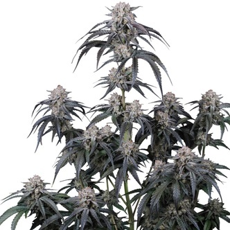Mango Frost Auto (FastBuds) feminizada