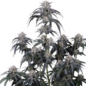 Mango Frost Auto (Fast Buds) Feminizada