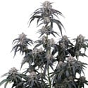 Mango Frost Auto (Fast Buds) Feminizada