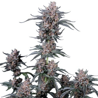 Mango Cherry Runtz Auto (FastBuds) feminizada