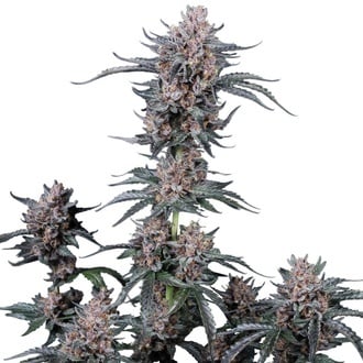 Mango Cherry Runtz Auto (Fast Buds) Feminizada
