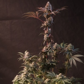 Lemon Cherry Runtz (Fast Buds) feminizada