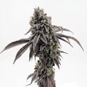 Garlic Mint Sherbet (Fast Buds) feminizada