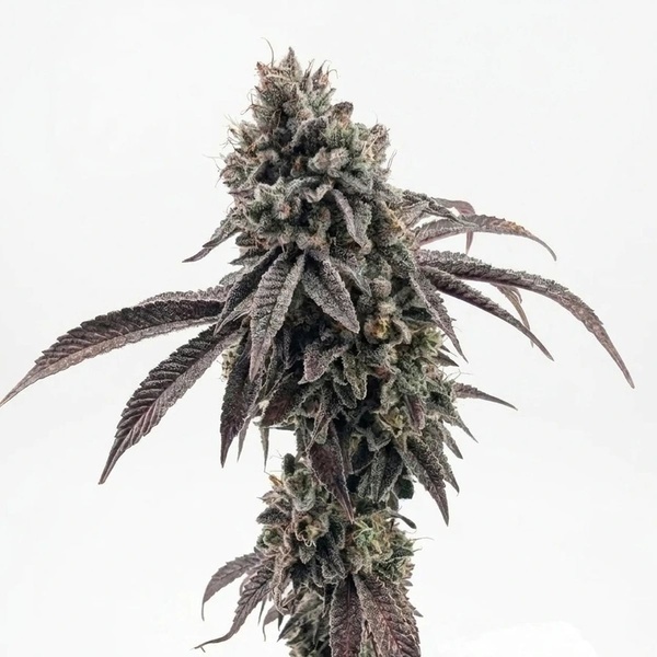 Garlic Mint Sherbet (Fast Buds) feminizada