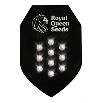 Semente Misteriosa Autoflower 10 (Royal Queen Seeds)