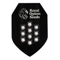 Semente Misteriosa Autoflower 10 (Royal Queen Seeds)