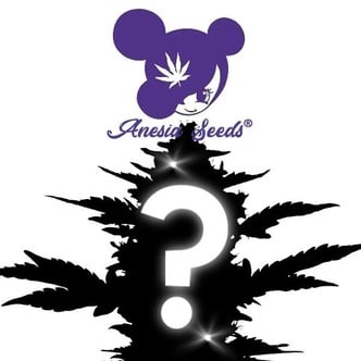 Semente Misteriosa Autoflower 1 (Anesia Seeds)