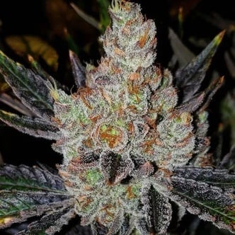 10th Planet R1 (Ethos Genetics) feminizada
