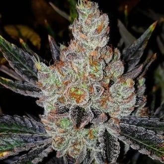 10th Planet R1 (Ethos Genetics) feminizada