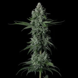 Grandpa's Stash R2 (Ethos Genetics) feminizada