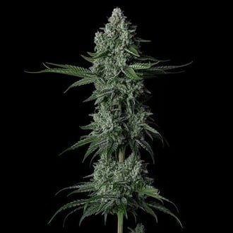 Grandpa's Stash R2 (Ethos Genetics) feminizada
