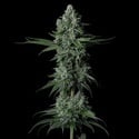 Grandpa's Stash R2 (Ethos Genetics) feminizada
