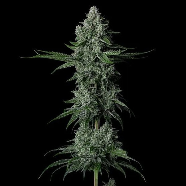 Grandpa's Stash R2 (Ethos Genetics) feminizada