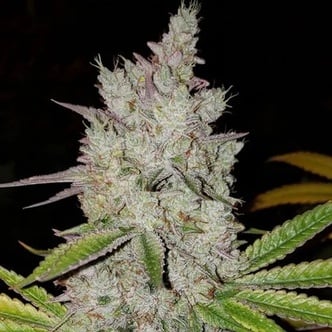 Lilac Diesel RBX2 Auto (Ethos Genetics) feminizada