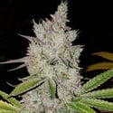 Lilac Diesel Auto RBX2 (Ethos Genetics) Feminizada