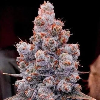 Banana Jealousy Auto RF3 (Ethos Genetics) feminizada