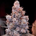 Banana Jealousy Auto RF3 (Ethos Genetics) feminizada
