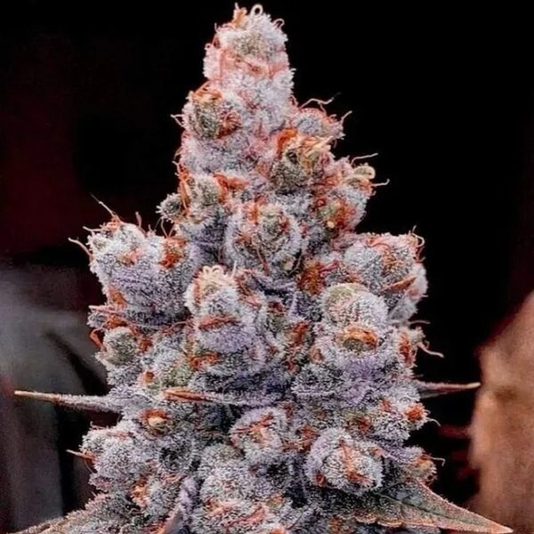Banana Jealousy Auto RF3 (Ethos Genetics) feminizada