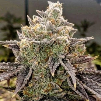 Bubble Gummy Auto (Ethos Genetics) feminizada