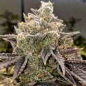 Bubble Gummy Auto (Ethos Genetics) Feminizada