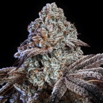 Psy-op R1 (Ethos Genetics) feminizada