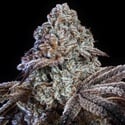 Psy-op R1 (Ethos Genetics) feminizada