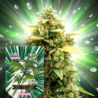 CBG Auto (Zamnesia Seeds) feminizada
