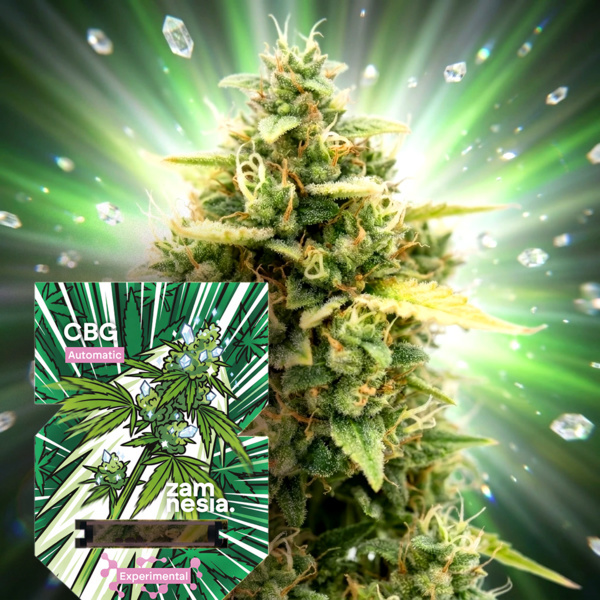 CBG Auto (Zamnesia Seeds) feminizada