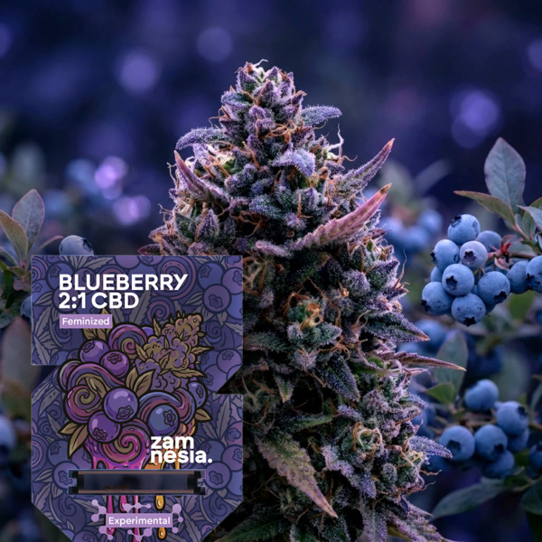 Blueberry CBD 2:1 (Zamnesia Seeds) feminizada