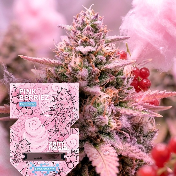 Pink Berriez (Zamnesia Seeds) feminizada