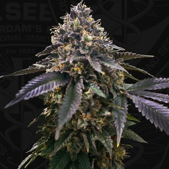 French Macaron (T.H.Seeds) Feminizada