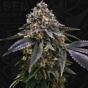 French Macaron (T.H.Seeds) Feminizada
