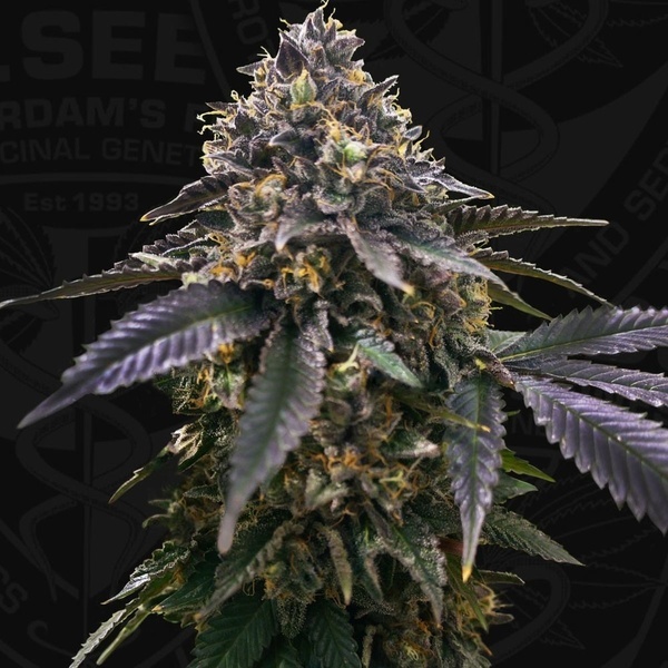 French Macaron (T.H.Seeds) Feminizada
