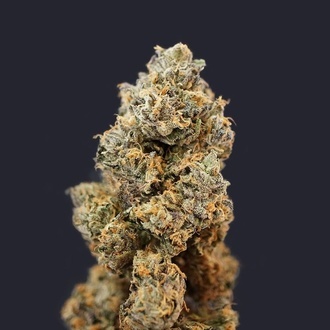 French Macaron (T.H.Seeds) Feminizada