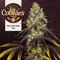 French Cookies (TH Seeds) Feminizada