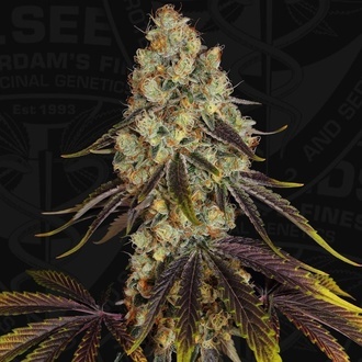 French Cookies (TH Seeds) Feminizada