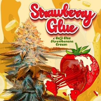 Strawberry Glue (T.H.Seeds) Feminizada
