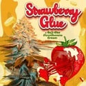 Strawberry Glue (T.H.Seeds) feminizada